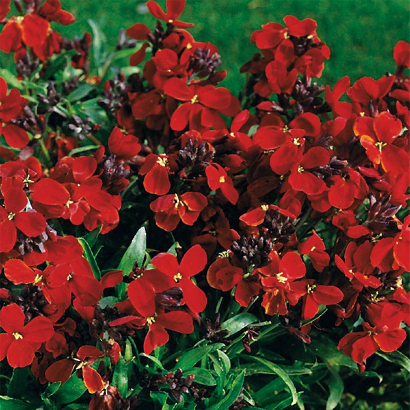 Garten-Goldlack Bedder Vulcan brune - Erysimum (Flowering)