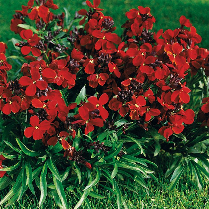 Garten-Goldlack Bedder Vulcan brune - Erysimum (Plant habit)