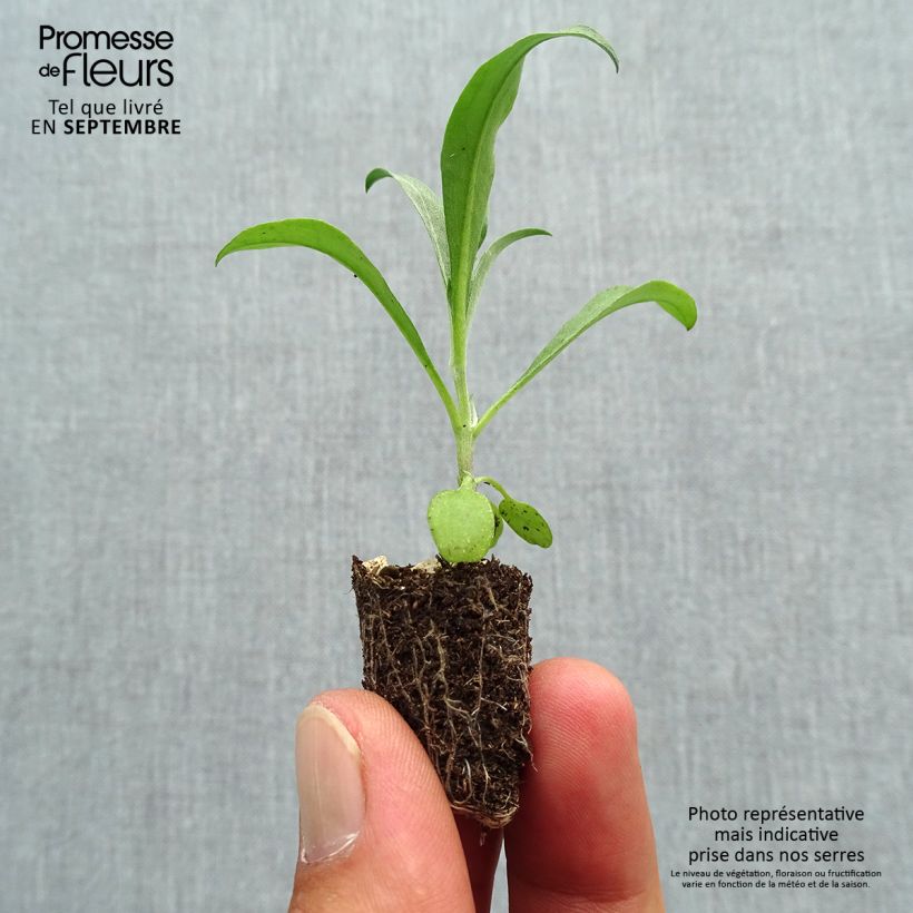 Example of Garten-Goldlack Bedder Vulcan brune - Erysimum Mini-Plug Ø 1,5/2,5 cm as you get in automne