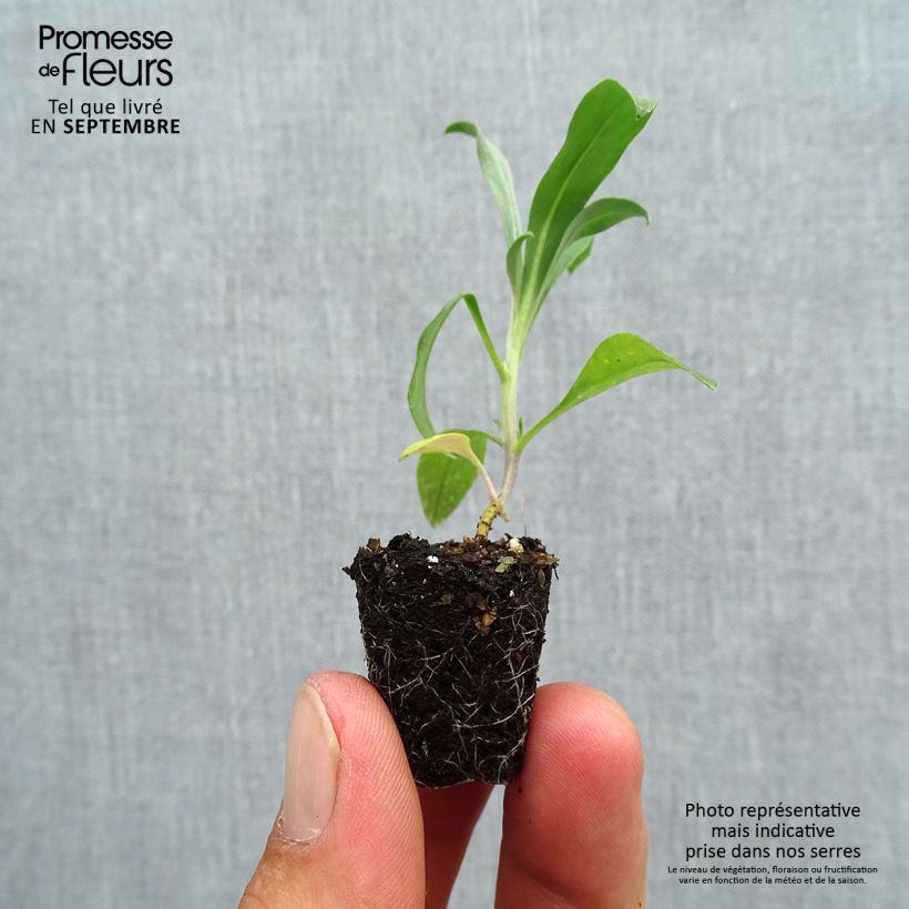 Example of Garten-Goldlack Cloth of Gold - Erysimum Mini-Plug Ø 3/4 cm as you get in automne