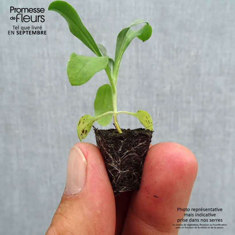 Example of Garten-Goldlack Gold Cup - Erysimum suffruticosum Mini-Plug Ø 1,5/2,5 cm as you get in automne