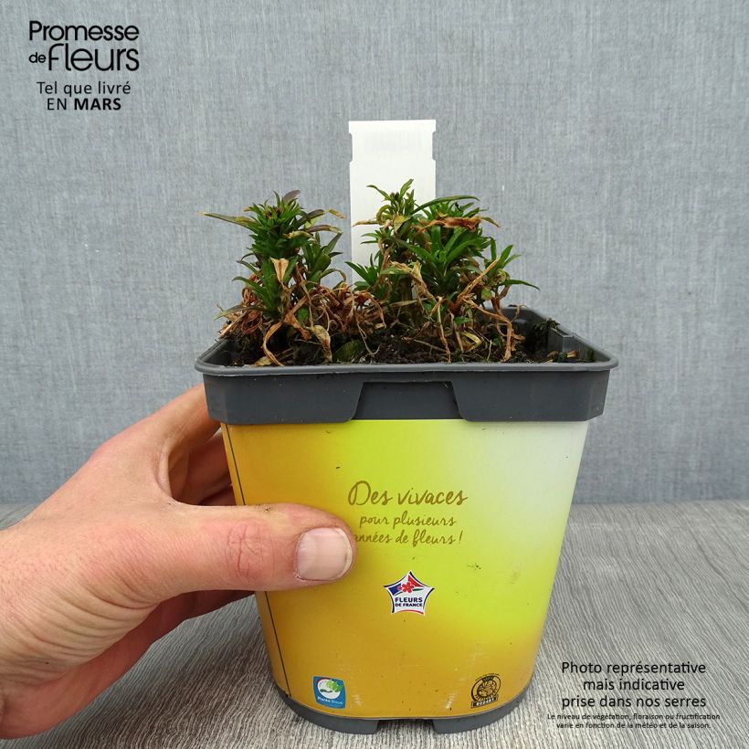 Example of Garten-Goldlack Gold Cup - Erysimum suffruticosum Topf mit 2L/3L as you get in hiver