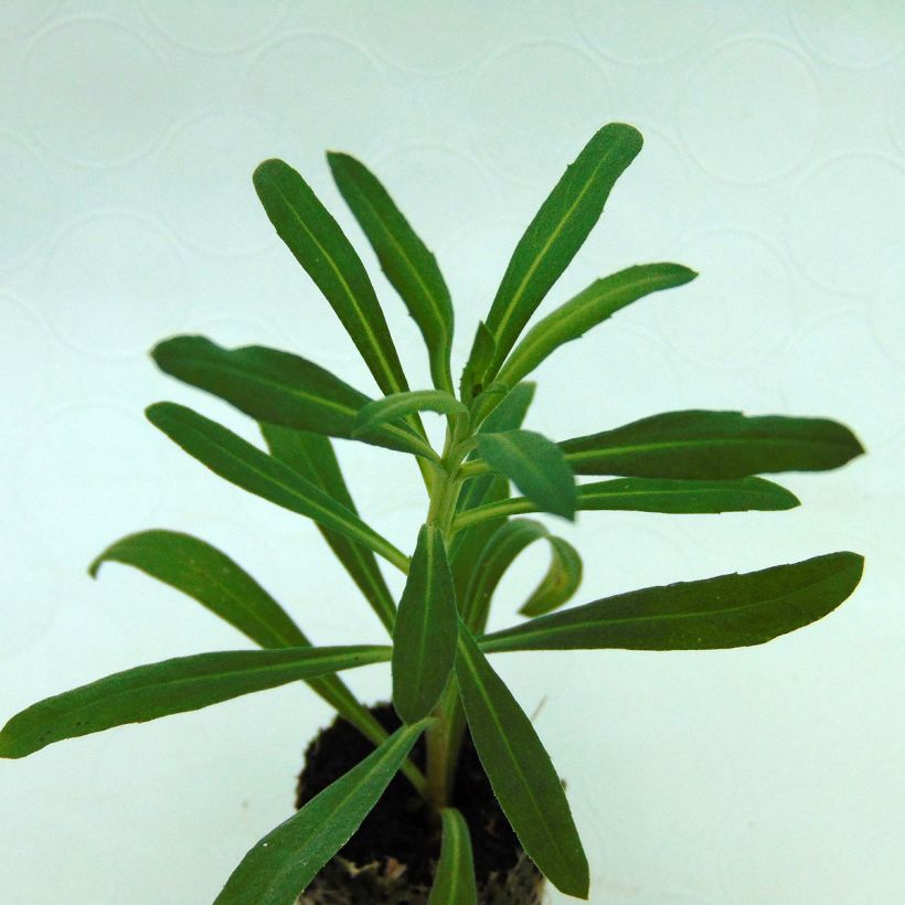 Garten-Goldlack Poem Lavender - Erysimum (Foliage)