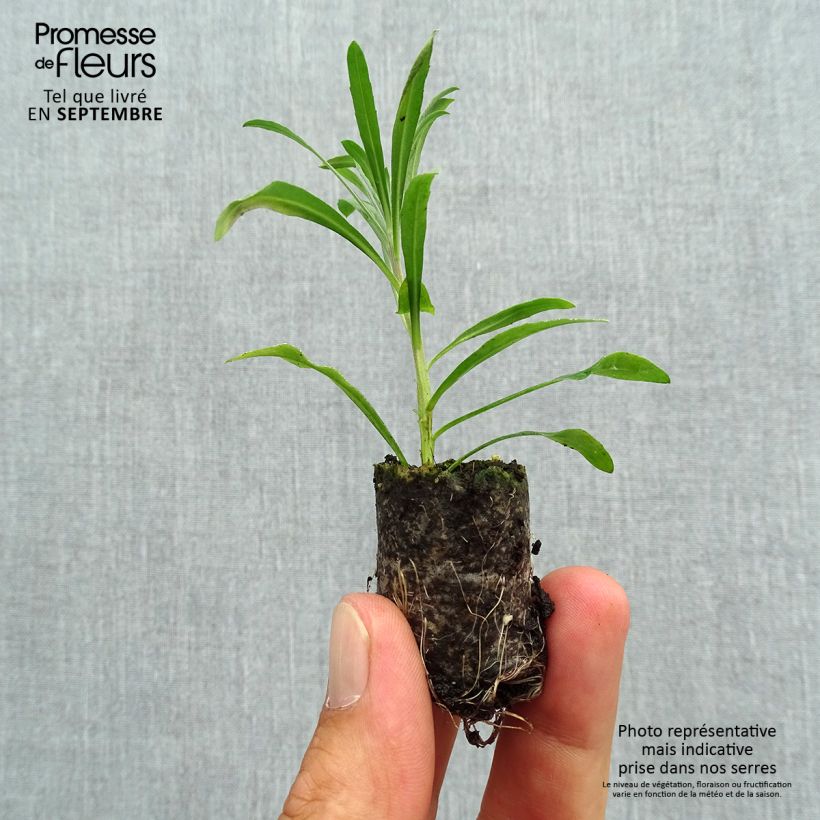 Example of Garten-Goldlack Poem Lavender - Erysimum Mini-Plug Ø 3/4 cm as you get in automne