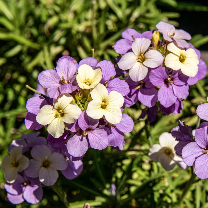 Garten-Goldlack Poem Lilac - Erysimum (Flowering)