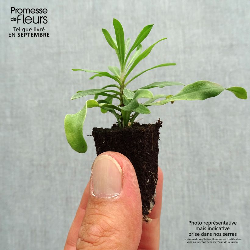 Example of Garten-Goldlack RYSI Moon improved - Erysimum Mini-Plug Ø 3/4 cm as you get in automne