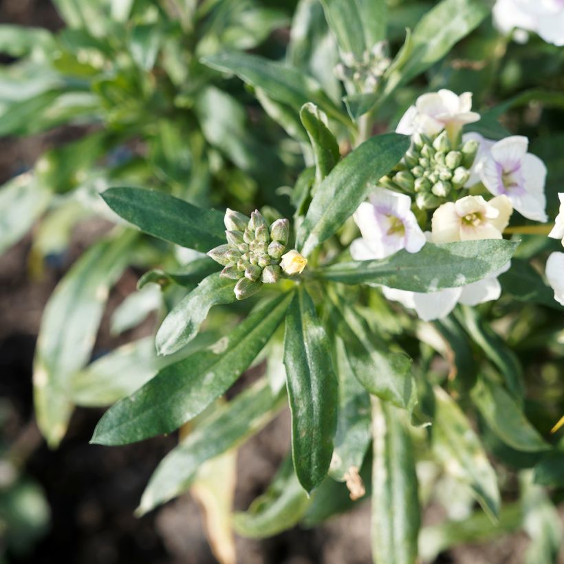 Garten-Goldlack RYSI Moon improved - Erysimum (Foliage)