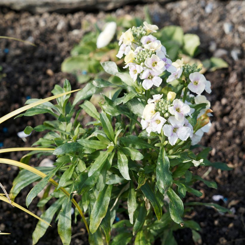 Garten-Goldlack RYSI Moon improved - Erysimum (Plant habit)