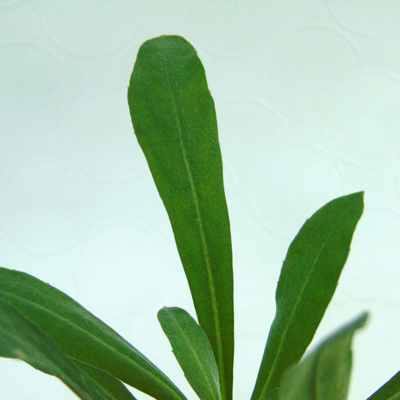 Garten-Goldlack Winter Light - Erysimum (Foliage)