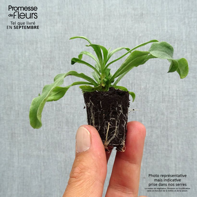 Example of Garten-Goldlack Winter Light - Erysimum Mini-Plug Ø 3/4 cm as you get in automne