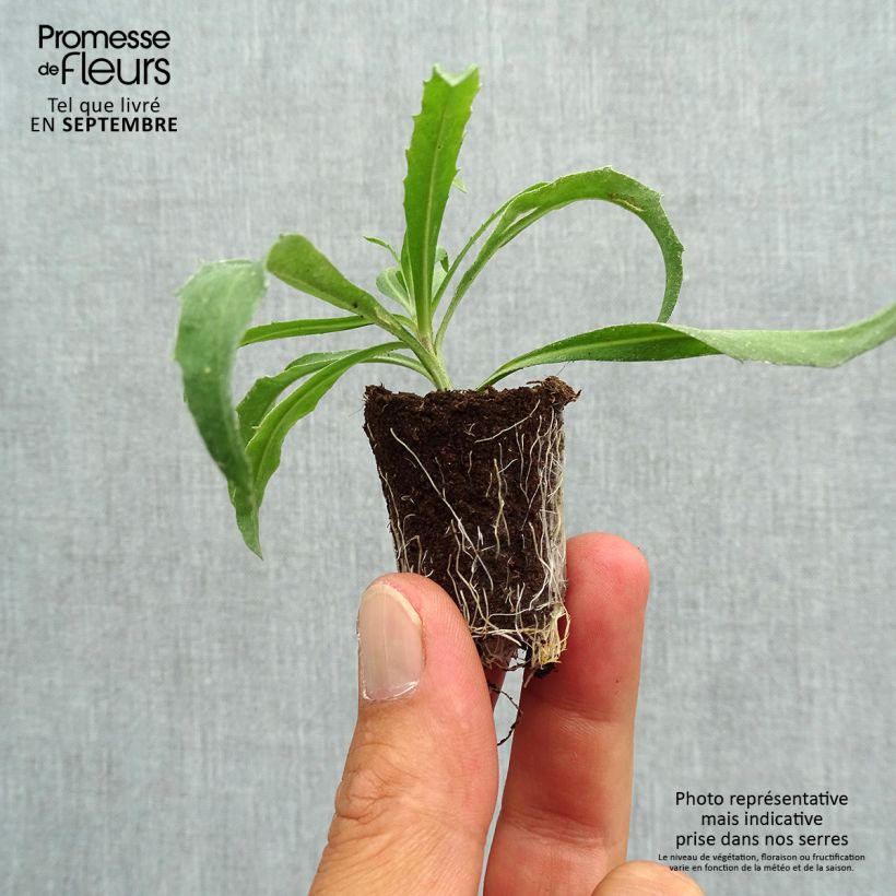Example of Garten-Goldlack Winter Orchid - Erysimum Mini-Plug Ø 3/4 cm as you get in automne