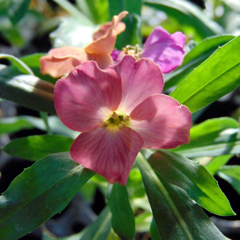 Garten-Goldlack Winter Party - Erysimum (Flowering)