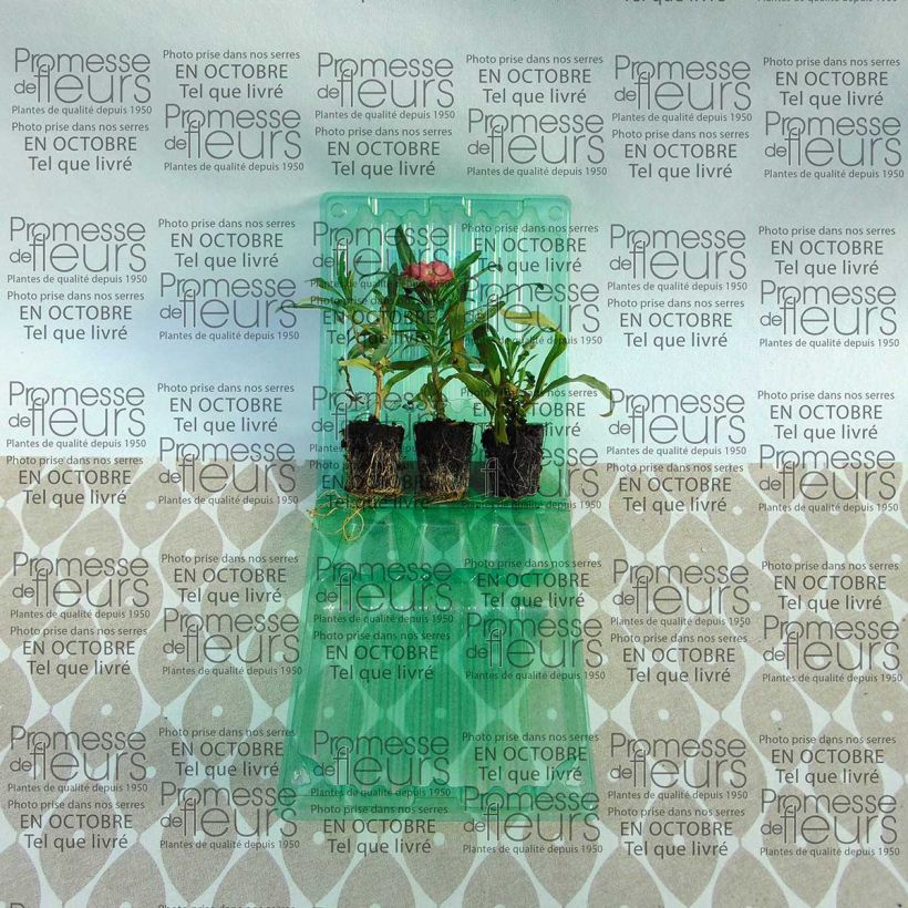 Example of Garten-Goldlack Winter Party - Erysimum Mini-Plug Ø 3/4 cm as you get