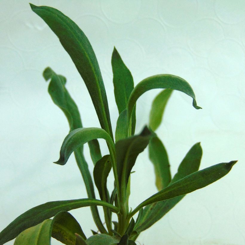Garten-Goldlack Winter Passion - Erysimum (Foliage)