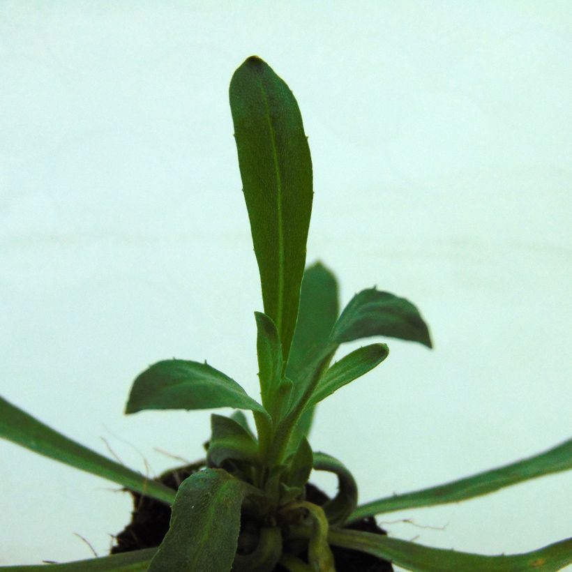 Garten-Goldlack Winter Romance - Erysimum (Foliage)