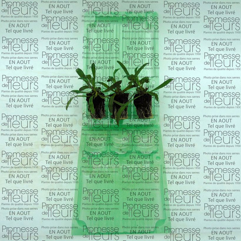 Example of Garten-Goldlack Winter Romance - Erysimum Mini-Plug Ø 3/4 cm as you get