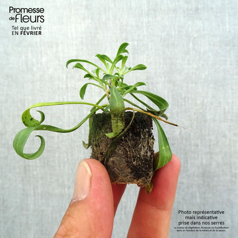 Example of Garten-Goldlack Artist Gogh's Gold - Erysimum Mini-Plug Ø 1,5/2,5 cm as you get in automne