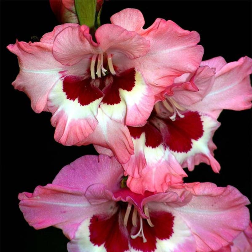 Großblütige Gladiole Wine and Roses - Gladiolus (Flowering)