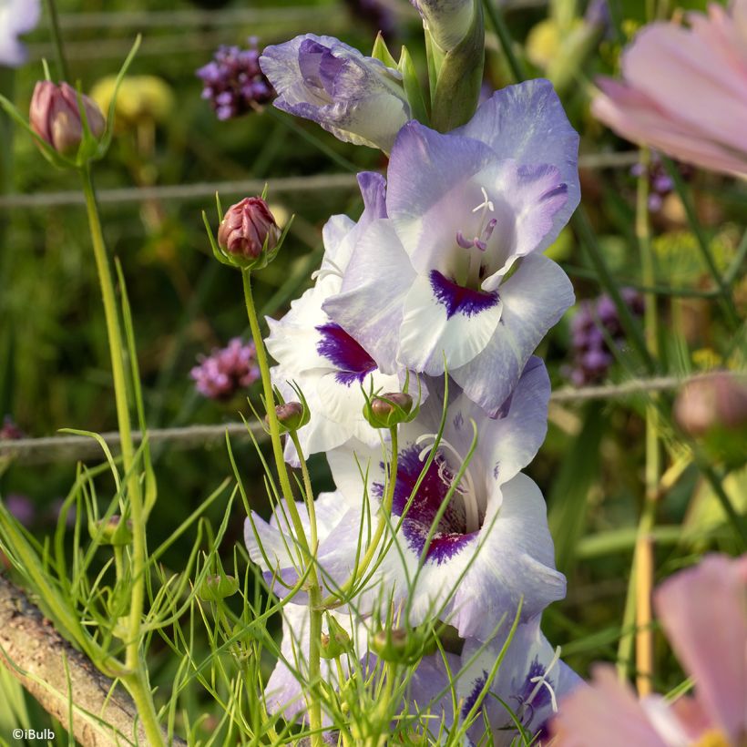 Großblütige Gladiole Vista- Gladiolus (Blüte)