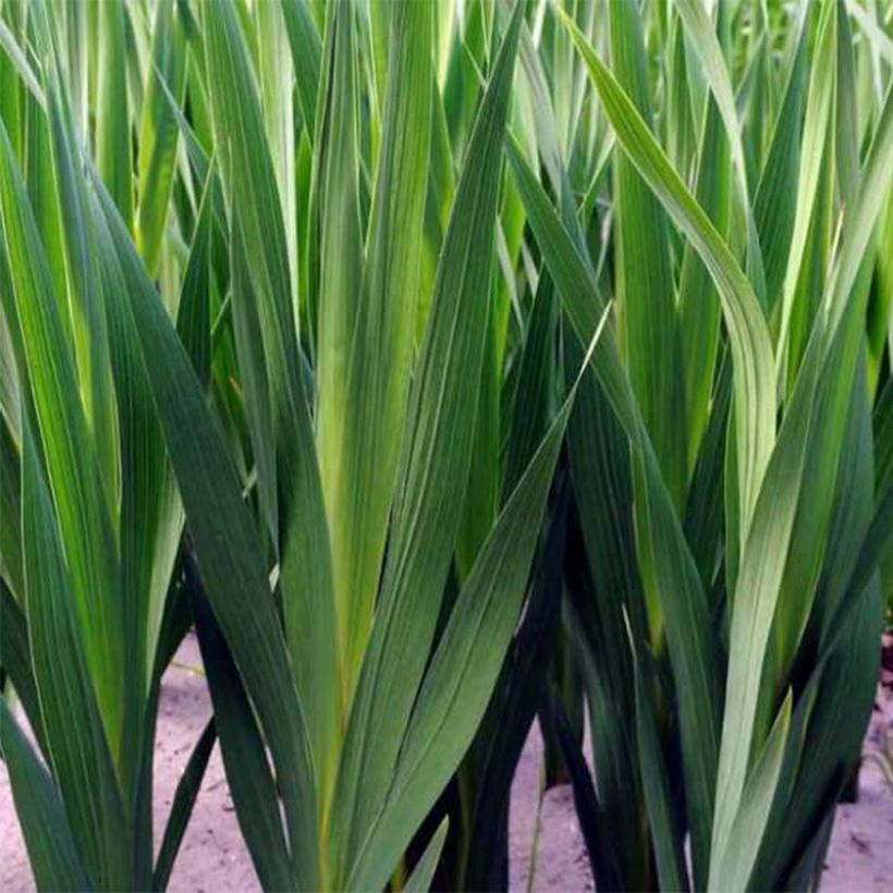 Großblütige Gladiole Adrenaline - Gladiolus (Foliage)