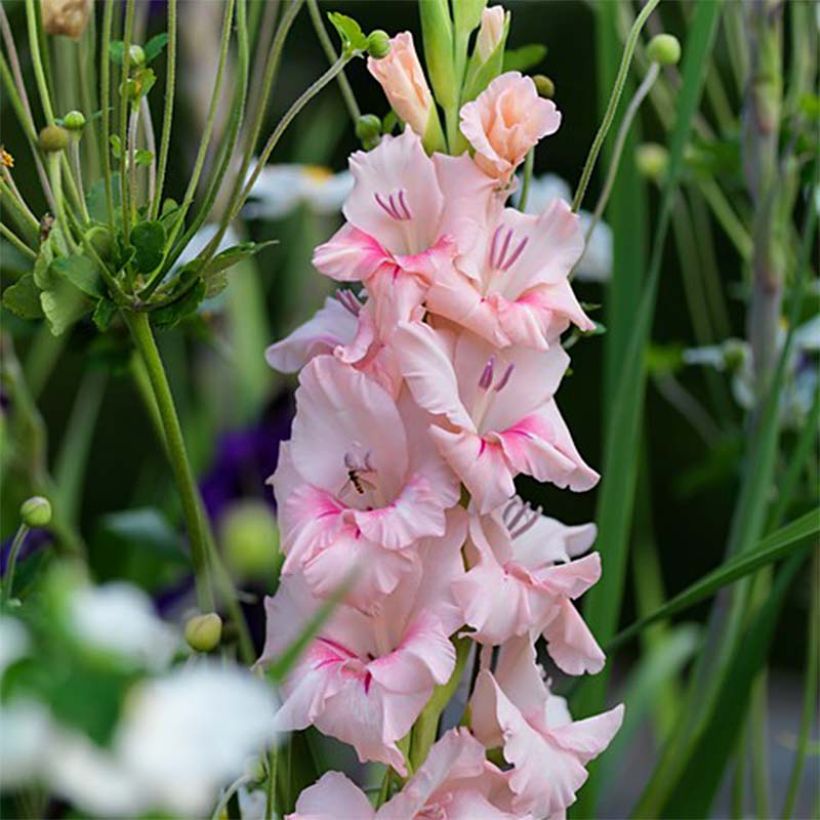 Großblütige Gladiole Adrenaline - Gladiolus (Flowering)