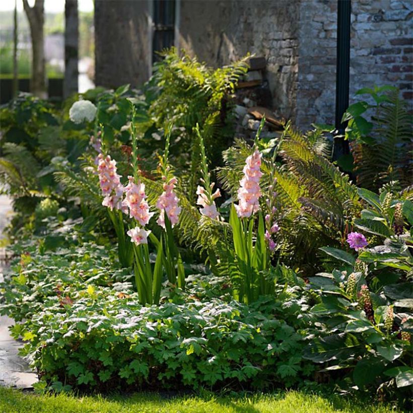 Großblütige Gladiole Adrenaline - Gladiolus (Plant habit)