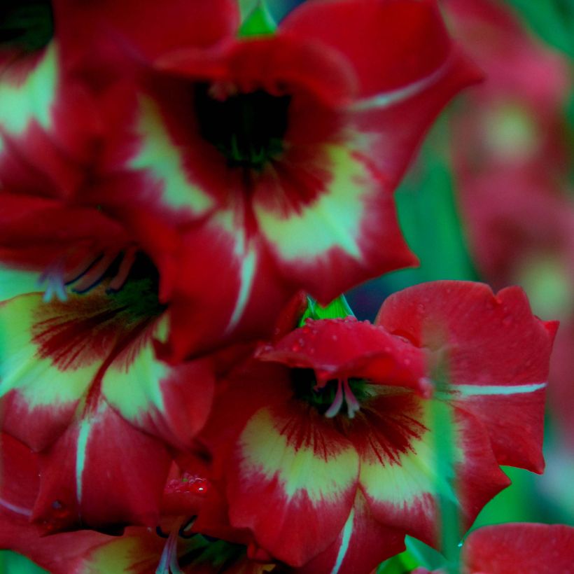 Gladiolus papilio Flevo Vito - Gladiole (Flowering)