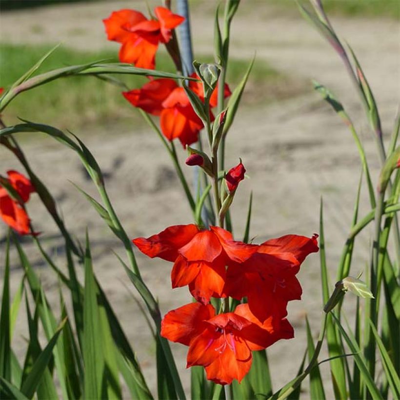 Gladiolus primulinus Mirella - Gladiole (Flowering)