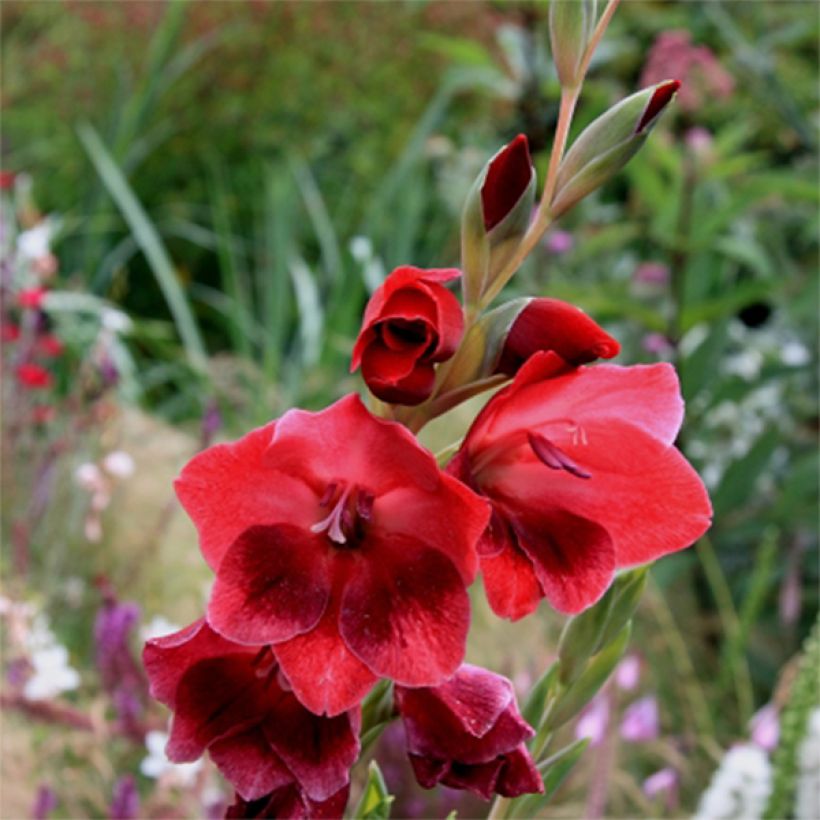 Gladiolus papilio Ruby - Gladiole (Flowering)