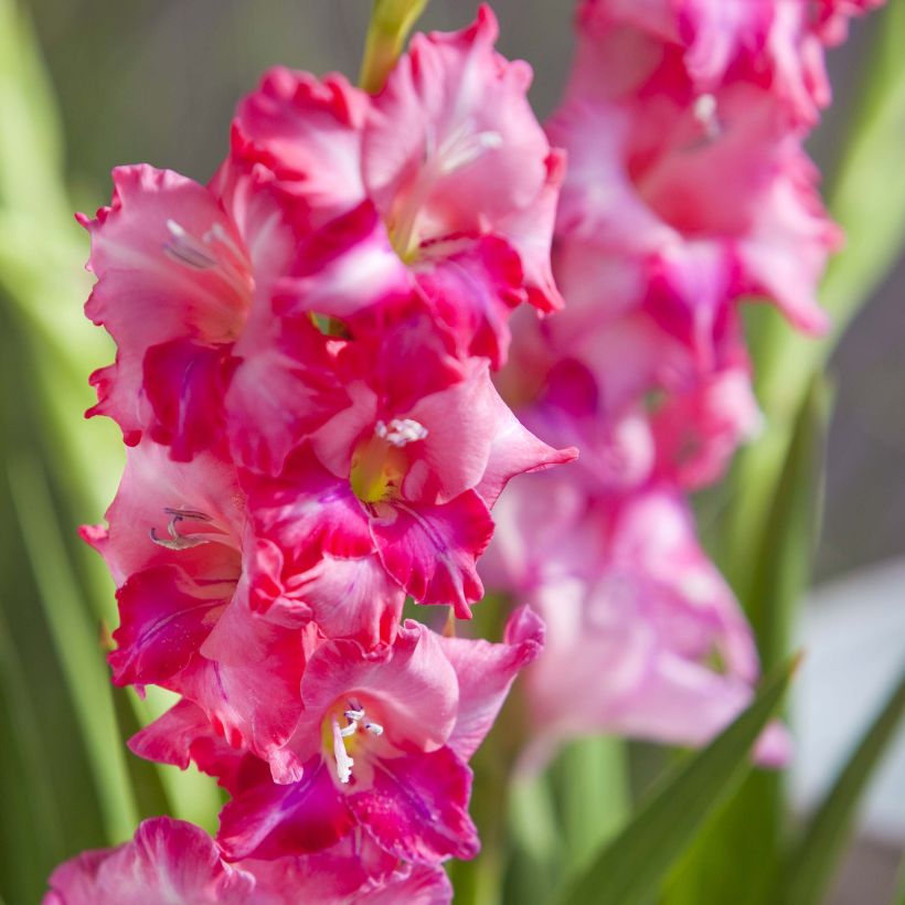 Gladiolus tubergenii Charm - Gladiole (Flowering)