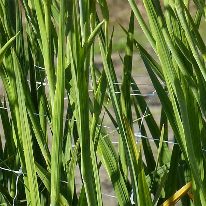 Gladiolus colvillei Robinetta - Zwerg-Gladiole (Foliage)