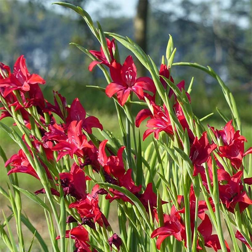 Gladiolus colvillei Robinetta - Zwerg-Gladiole (Flowering)