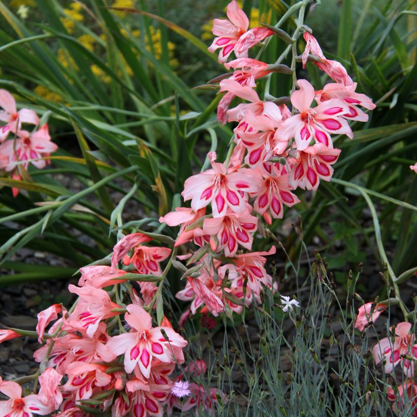 Gladiolus nanus Nathalie - Gladiole (Blüte)