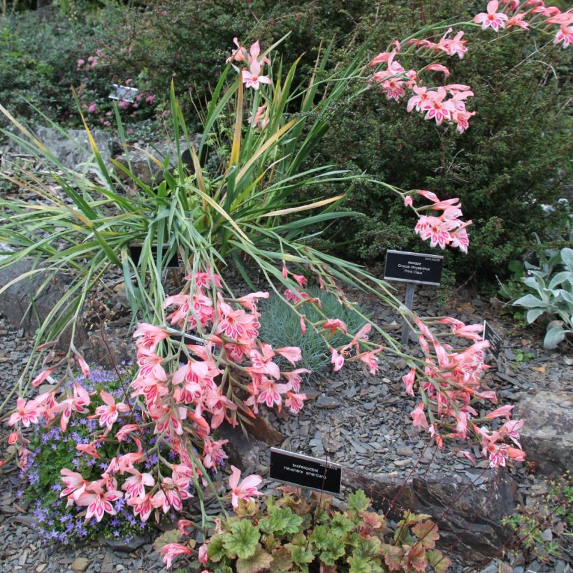 Gladiolus nanus Nathalie - Gladiole (Wuchs)