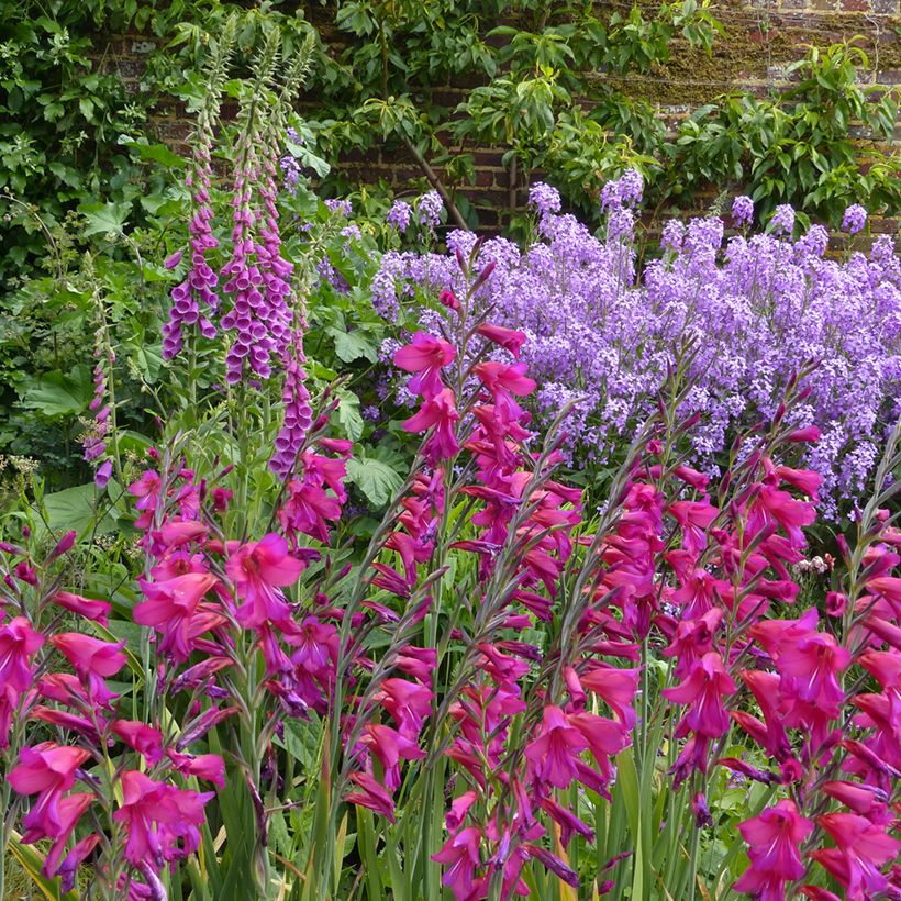 Gladiolus byzantinus Whistling Jack (Plant habit)