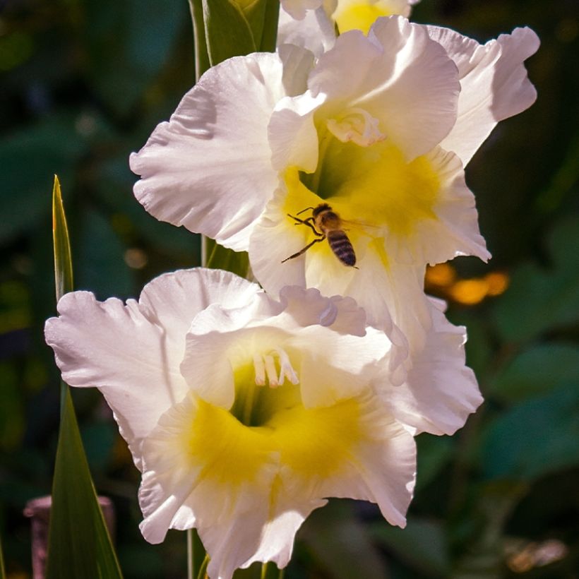 Großblütige Gladiole Break of Dawn - Gladiolus (Flowering)