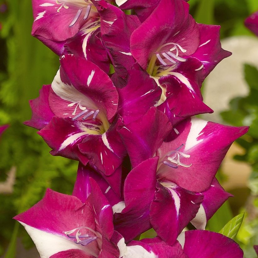 Großblütige Gladiole Dared - Gladiolus (Flowering)