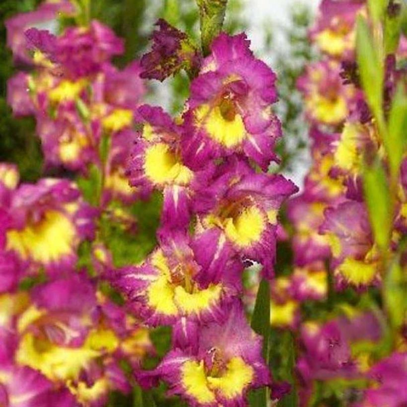 Großblütige Gladiole Far West - Gladiolus (Flowering)