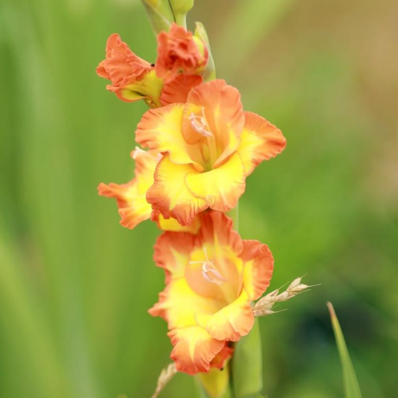 Großblütige Gladiole Princess Margaret Rose - Gladiolus (Blüte)