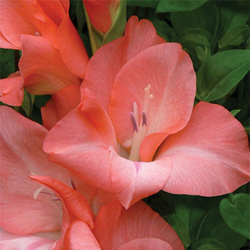Großblütige Gladiole Spic & Span - Gladiolus (Flowering)