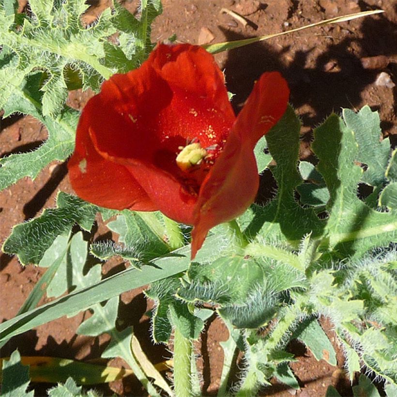 Glaucium corniculatum - Roter Hornmohn (Flowering)