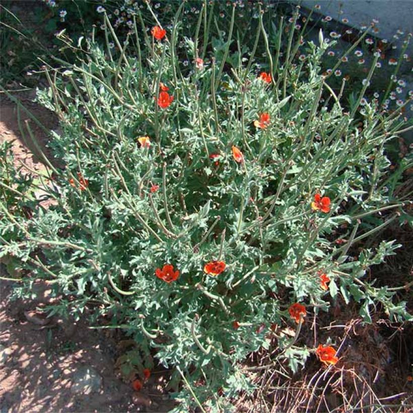 Glaucium corniculatum - Roter Hornmohn (Plant habit)