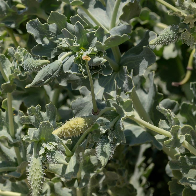 Glaucium flavum - Gelber Hornmohn (Foliage)