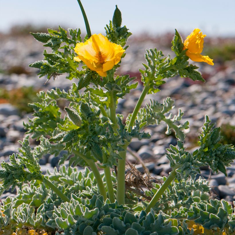 Glaucium flavum - Gelber Hornmohn (Plant habit)