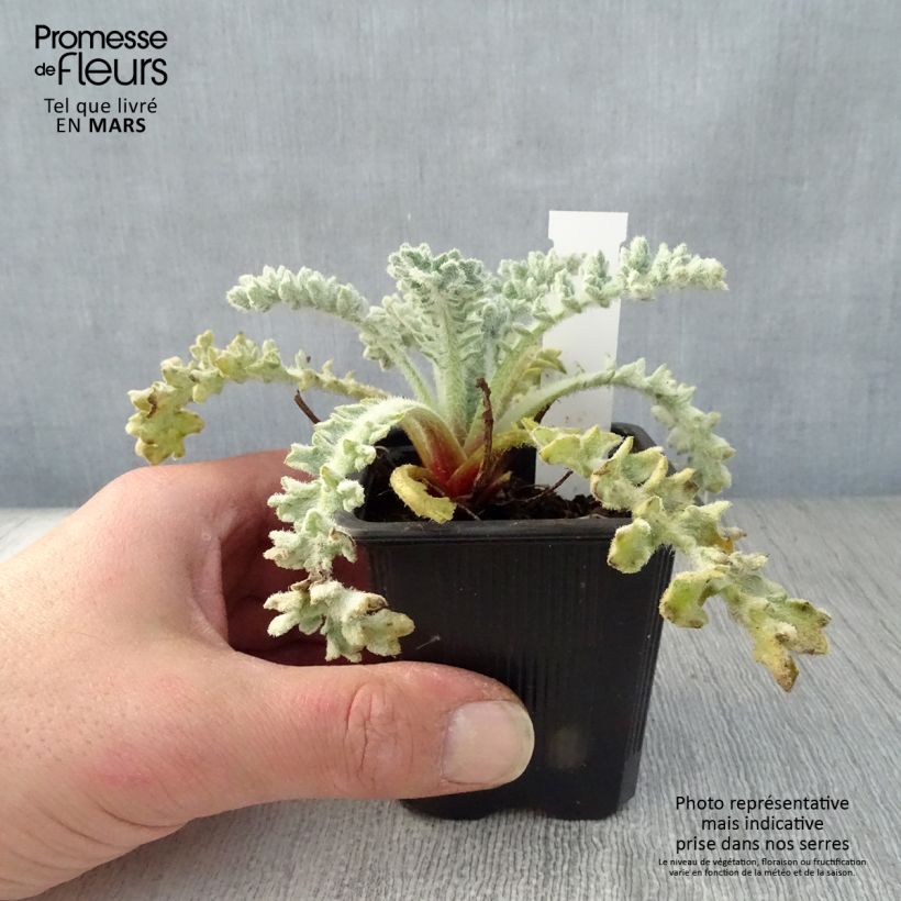 Exemplar von Glaucium flavum - Gelber Hornmohn Kleine Töpfe von 8/9 cm wie im Frühjahr geliefert