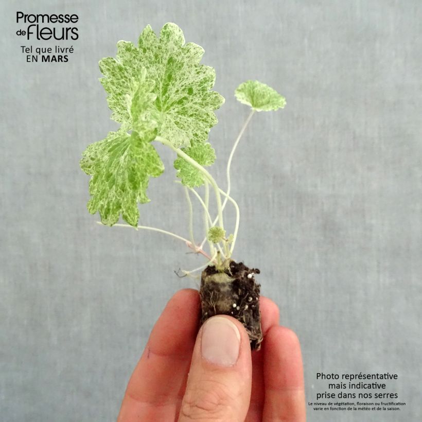 Example of Glechoma hederacea Dappled Light - Gundermann Mini-Plug Ø 1,5/2,5 cm as you get in printemps