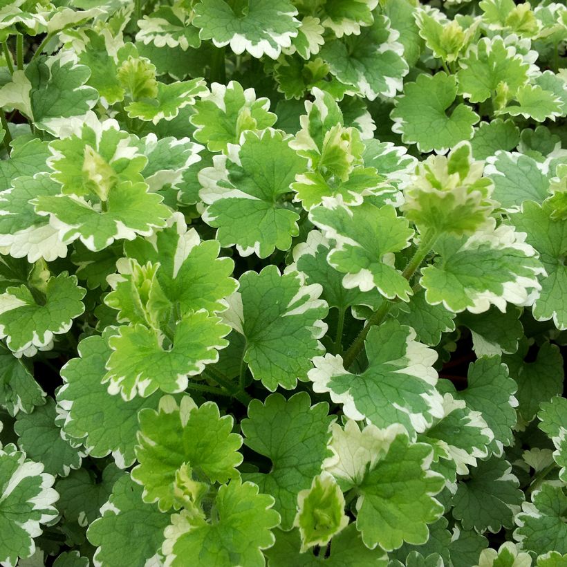 Glechoma hederacea Variegata - Gundermann (Foliage)