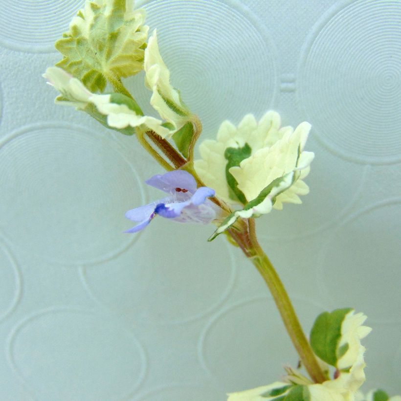 Glechoma hederacea Variegata - Gundermann (Flowering)