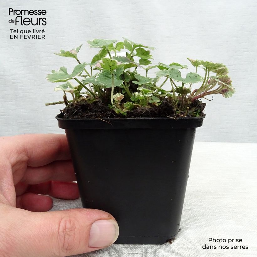 Exemplar von Glechoma hederacea Variegata - Gundermann Kleine Töpfe von 8/9 cm wie im Winter geliefert