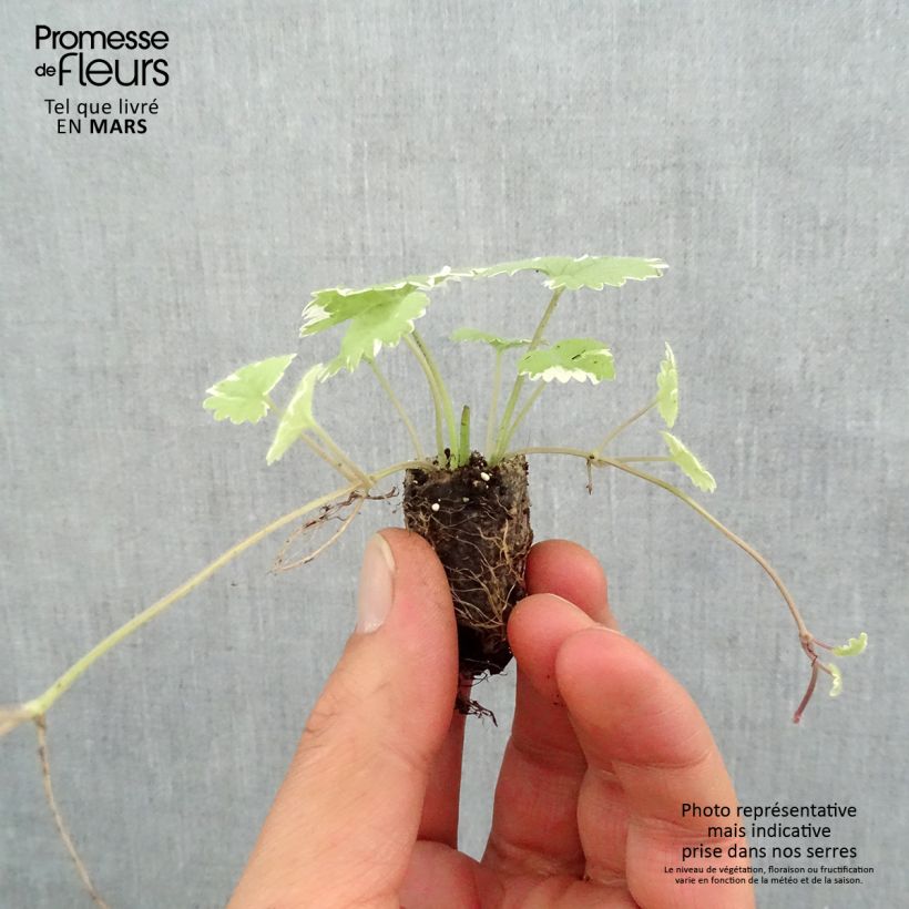 Example of Glechoma hederacea Variegata - Gundermann Mini-Plug Ø 1,5/2,5 cm as you get in printemps